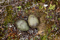 Long-tailed Skua nest, Batsjford, Norway, June 2023