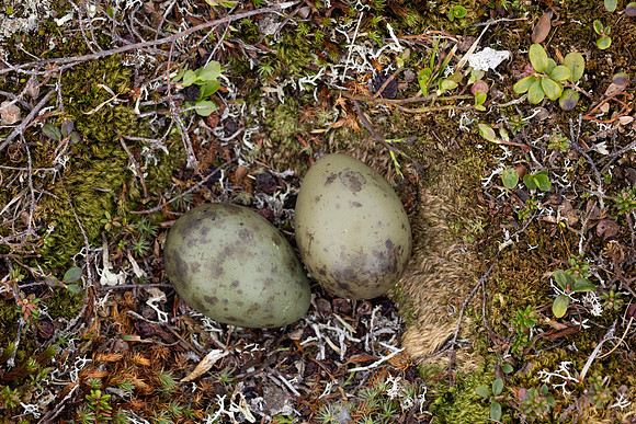 Long-tailed Skua nest, Batsjford, Norway, June 2023