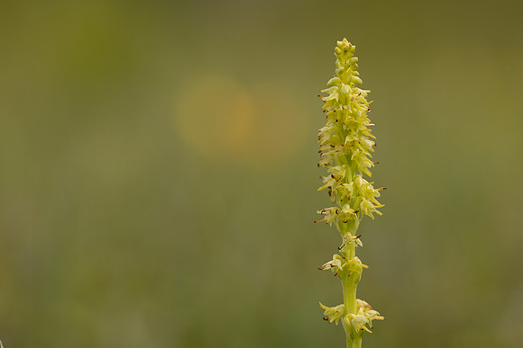 Musk Orchid, Cleeve common, June 2024