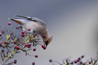 Waxwing, Rodbrough Common, January 2024