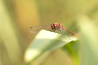 Ruddy Darter, Oldbury Power Station, August 2024