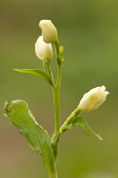 White Helleborine, Yockletts Bank, May 2024