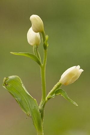 White Helleborine, Yockletts Bank, May 2024