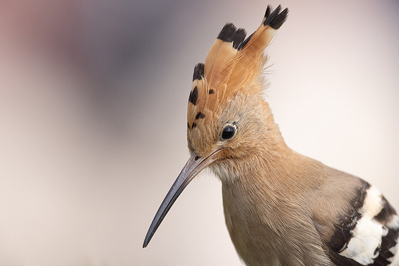 Hoopoe, Swansea, October 2024