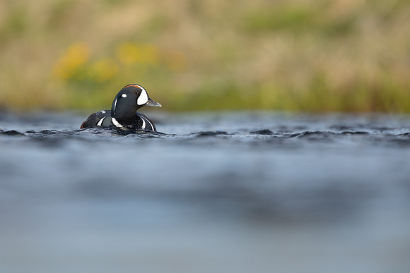 Harlequin Duck,  River Laxa, Iceland, May 2022