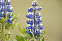 Nootka Lupine, Iceland, June 2022