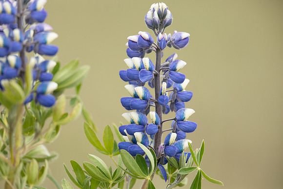 Nootka Lupine, Iceland, June 2022