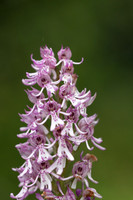 Lady x Monkey Orchid, Hartslock, June 2025