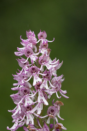 Lady x Monkey Orchid, Hartslock, June 2025