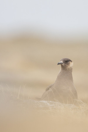 Arctic Skua,Snæfellsnes peninsula, Iceland, June 2022
