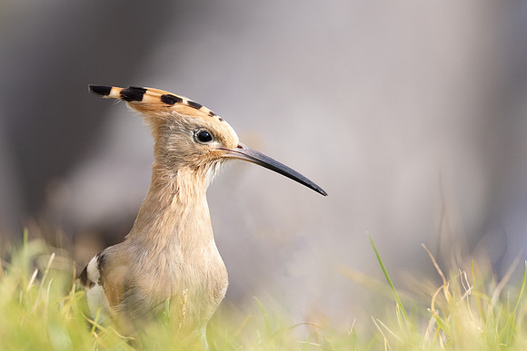 Hoopoe, Swansea, October 2024