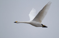 Bewick Swan, Slimbridge, December 2014