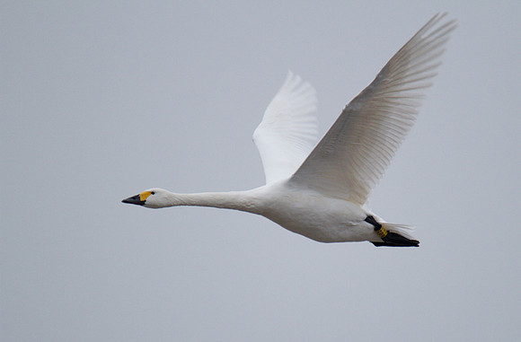 Bewick Swan, Slimbridge, December 2014