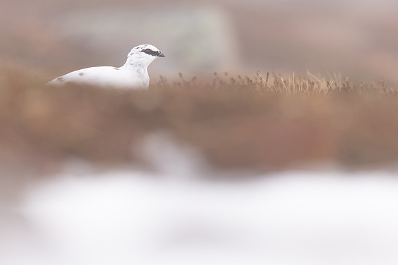 Ptarmigan, Cairngorms, February 2024