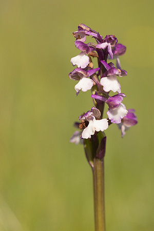 Green-winged Orchid, Melrose Farm, May 2024