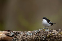 Pied Flycatcher, Forest of Dean, April 2021
