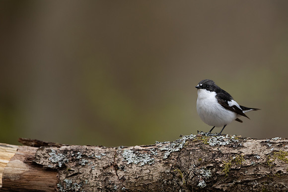 Pied Flycatcher, Forest of Dean, April 2021