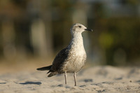 Lesser Black-backed Gull, Fort Lauderdale, February 2020