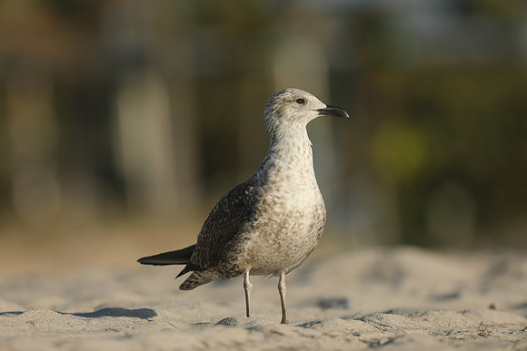 Lesser Black-backed Gull, Fort Lauderdale, February 2020
