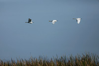 Snowy Egret, Florida Everglades, February 2020