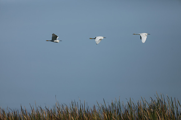 Snowy Egret, Florida Everglades, February 2020