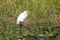 Great Egret, Florida Everglades, February 2020