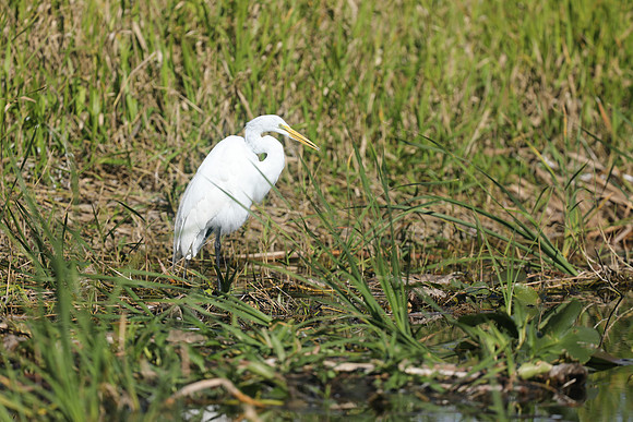 Great Egret, Florida Everglades, February 2020
