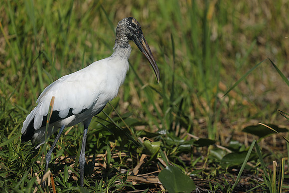 Wood Stork, Florida Everglades, February 2020
