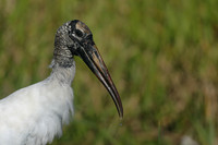 Wood Stork, Florida Everglades, February 2020.
