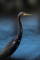 Tri-coloured Heron, Florida Everglades, February 2020