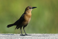 Boat-tailed Grackle (Female), Florida Everglades, February 2020.