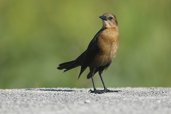 Boat-tailed Grackle (Female), Florida Everglades, February 2020