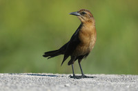 Boat-tailed Grackle