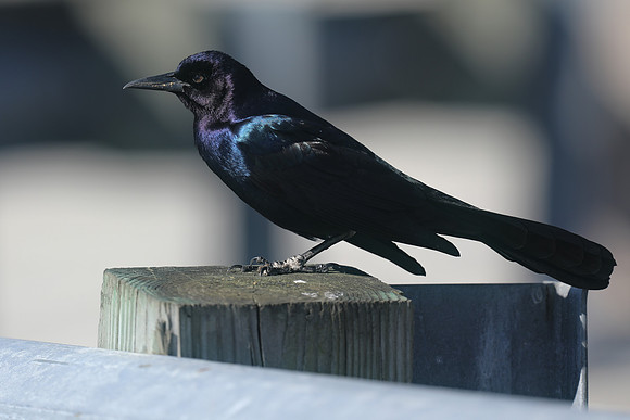 Boat-tailed Grackle (Male), Florida Everglades, February 2020