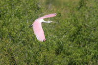 Roseate Spoonbill
