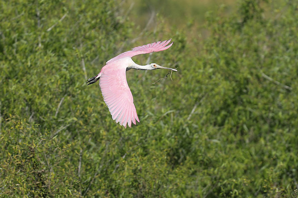 Roseate Spoonbill Florida Everglades, February 2020.