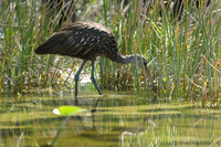 Limpkin, Florida Everglades, February 2020.