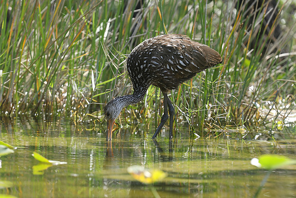 Limpkin, Florida Everglades, February 2020