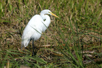 Great White Egret