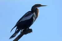 Anhinga