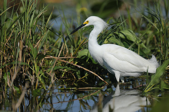 Snowy Egret, Florida Everglades, February 2020.