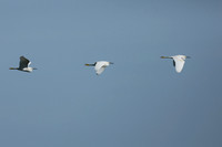 Snowy Egret, Florida Everglades, February 2020