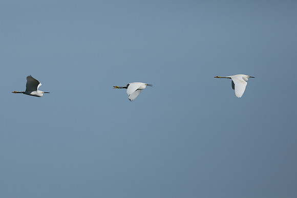 Snowy Egret, Florida Everglades, February 2020
