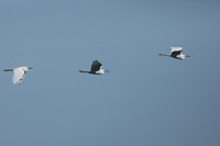 Snowy Egret, Florida Everglades, February 2020