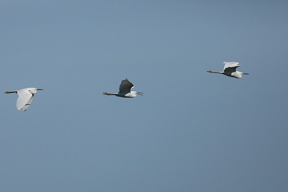 Snowy Egret, Florida Everglades, February 2020