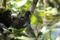 Common Gallinule, Florida Everglades, February 2020.