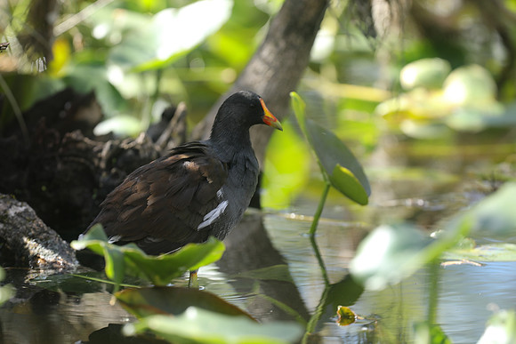 Common Gallinule, Florida Everglades, February 2020.