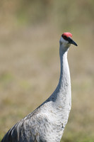Sandhill Crane, Florida Everglades, February 2020.