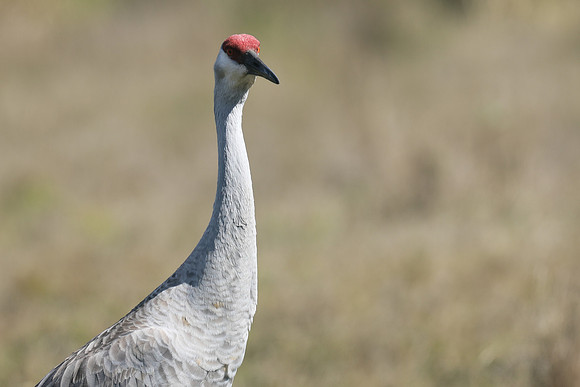 Sandhill Crane, Florida Everglades, February 2020