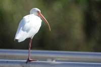 White Ibis, Florida Everglades, February 2020